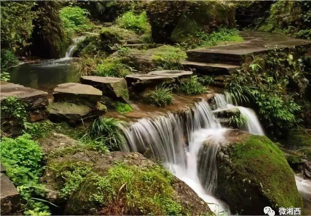 逃离橡子树种植地